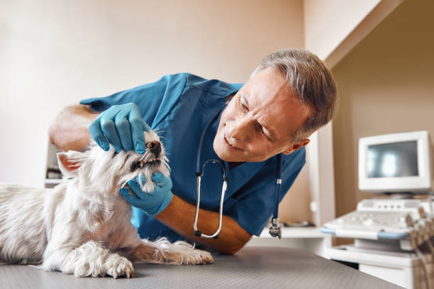 Best 24-Hour Emergency Dental Care in Cheat Lake, WV